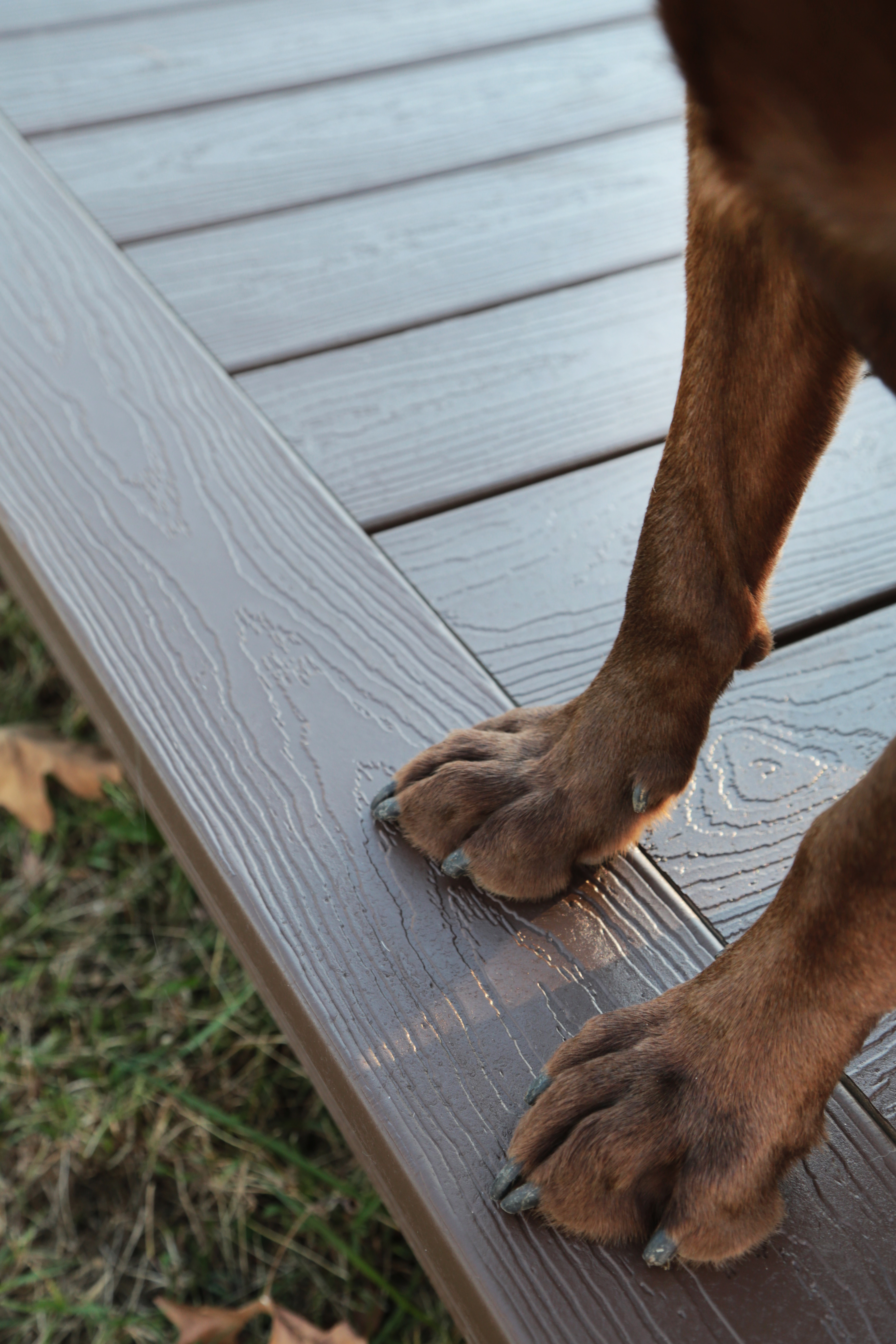 Envision Expression® Caribou Brown Dog paws